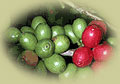 Coffee Cherries Ripening on the Tree