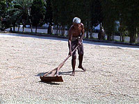 Drying beans in the sun the traditional way